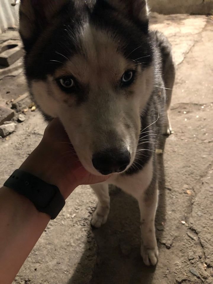 В Днепре пропало много животных: помогите найти 4