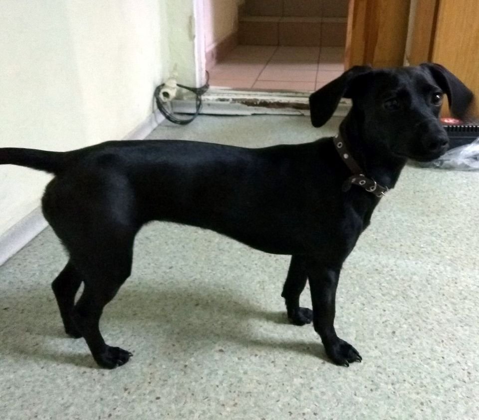 В Днепре пропало много животных: помогите найти 5