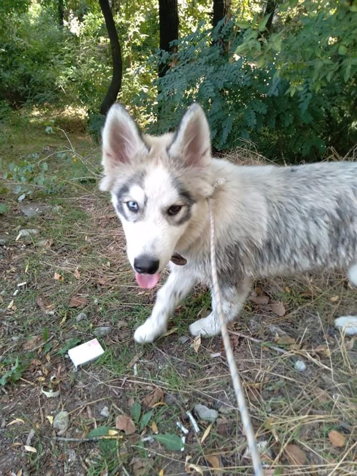 В Днепре пропало много животных: помогите найти 6