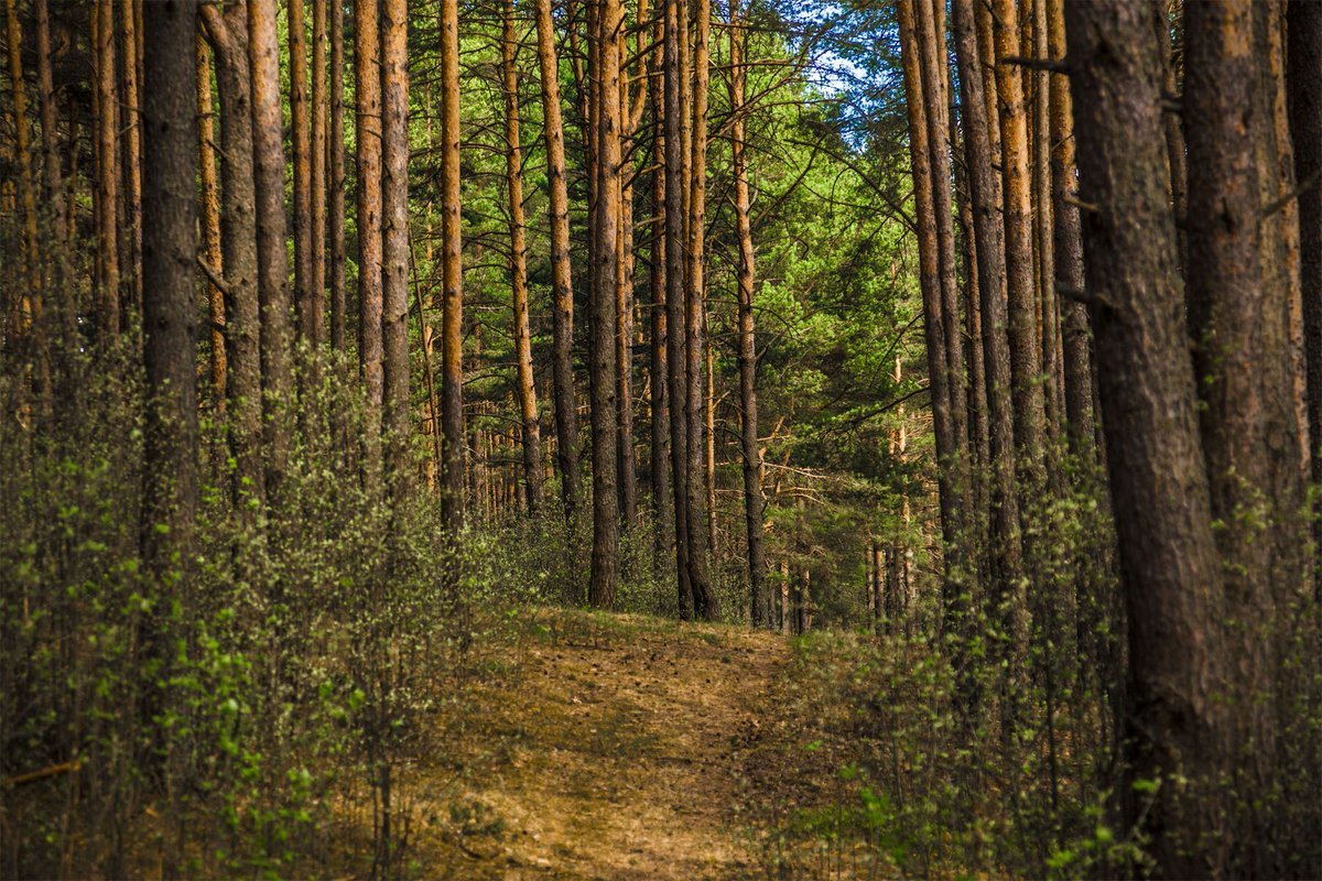 Insta-тур на "днепровские Мальдивы" и концерт в лесу: куда стоит пойти на выходных в Днепре 8