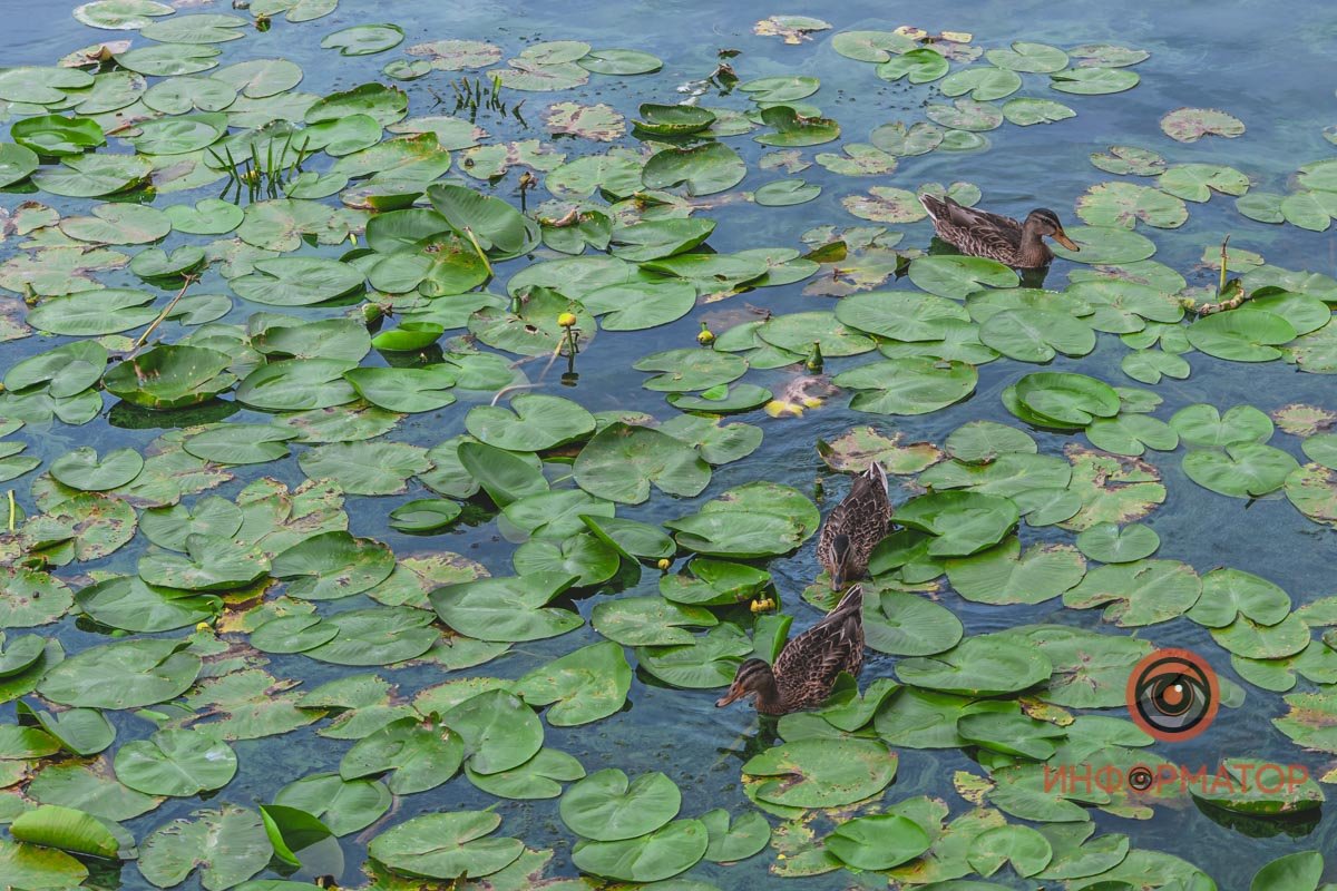 Жители станции Жители станции