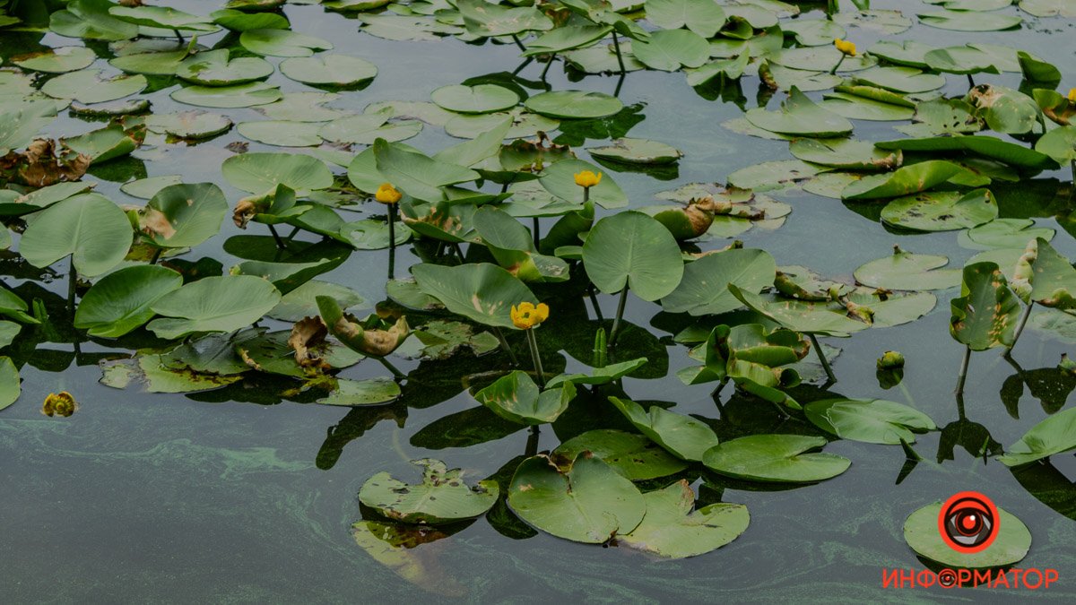 Кувшинки Кувшинки