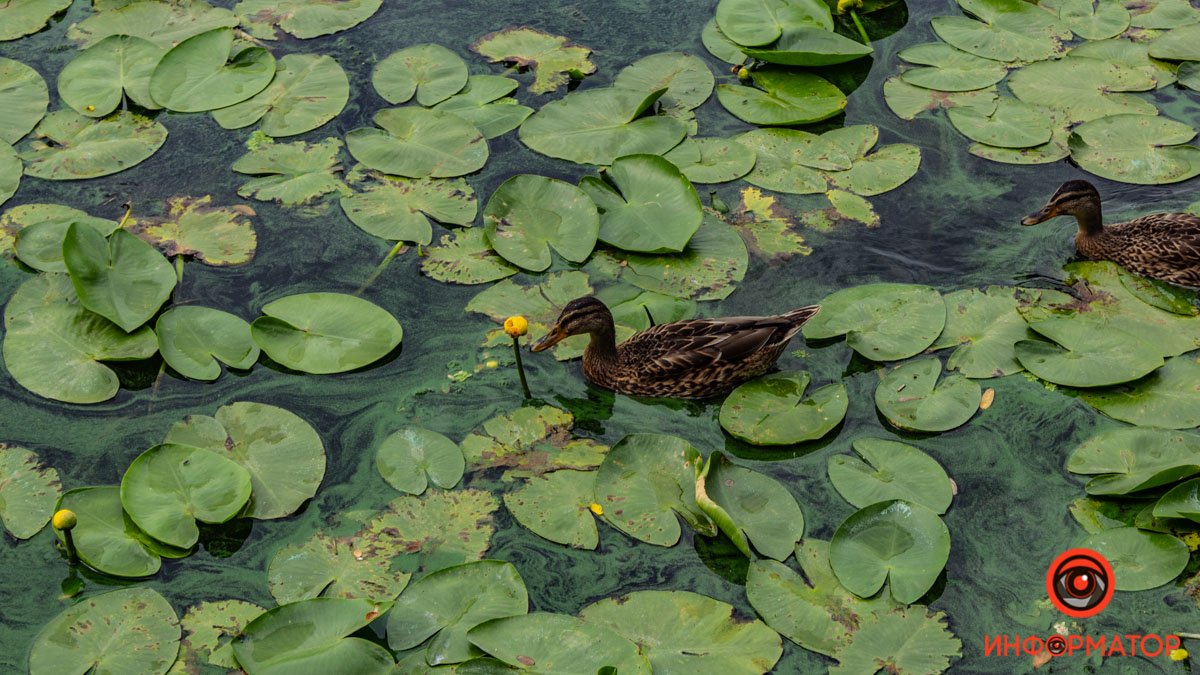 Нюхает кувшинку Нюхает кувшинку