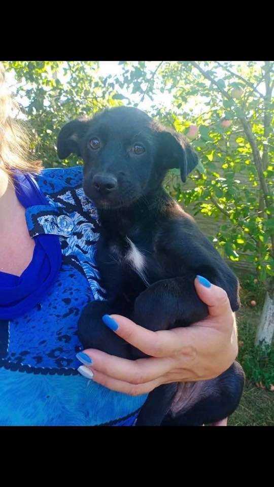 Маленькие истории бездомных животных: где найти себе верного друга в Днепре 2