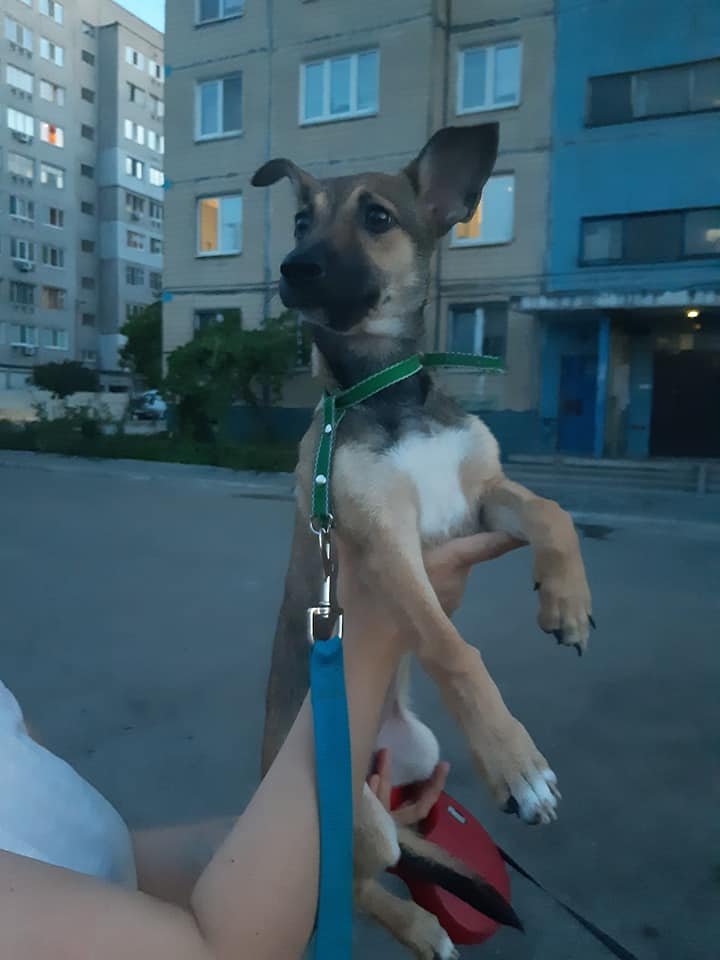 Маленькие истории бездомных животных: где найти себе верного друга в Днепре 3