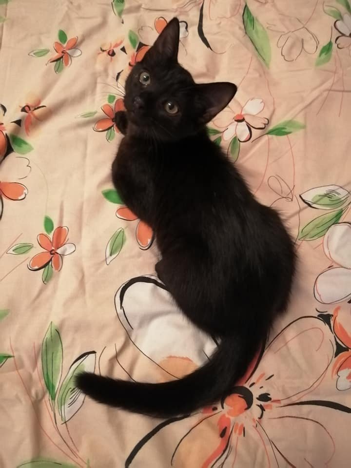 Маленькие истории бездомных животных: где найти себе верного друга в Днепре 4