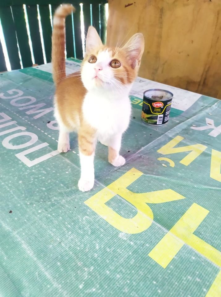 Маленькие истории бездомных животных: где найти себе верного друга в Днепре 5