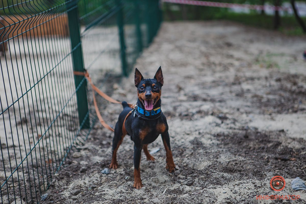 В городе появилась четвертая площадка для выгула собак