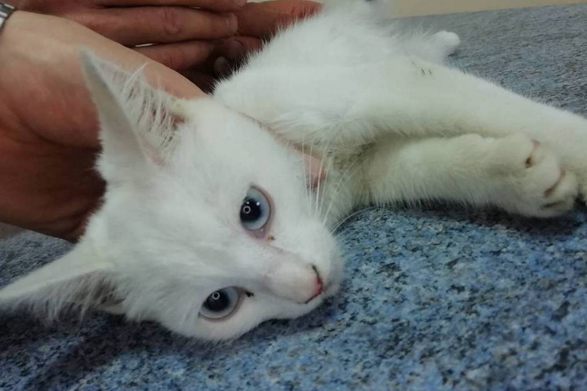 Алису выбросили с 5 этажа