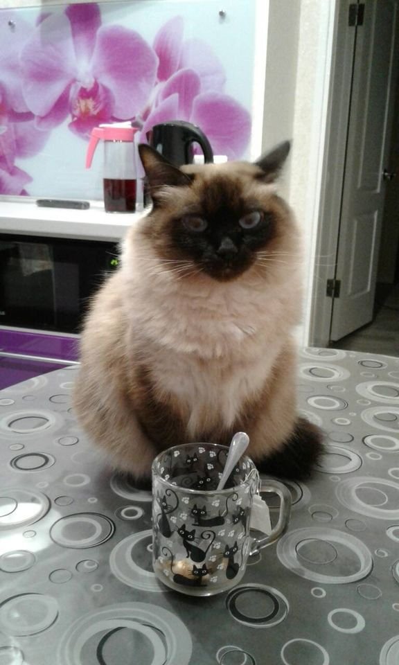 В Днепре пропало много животных: помогите найти 1