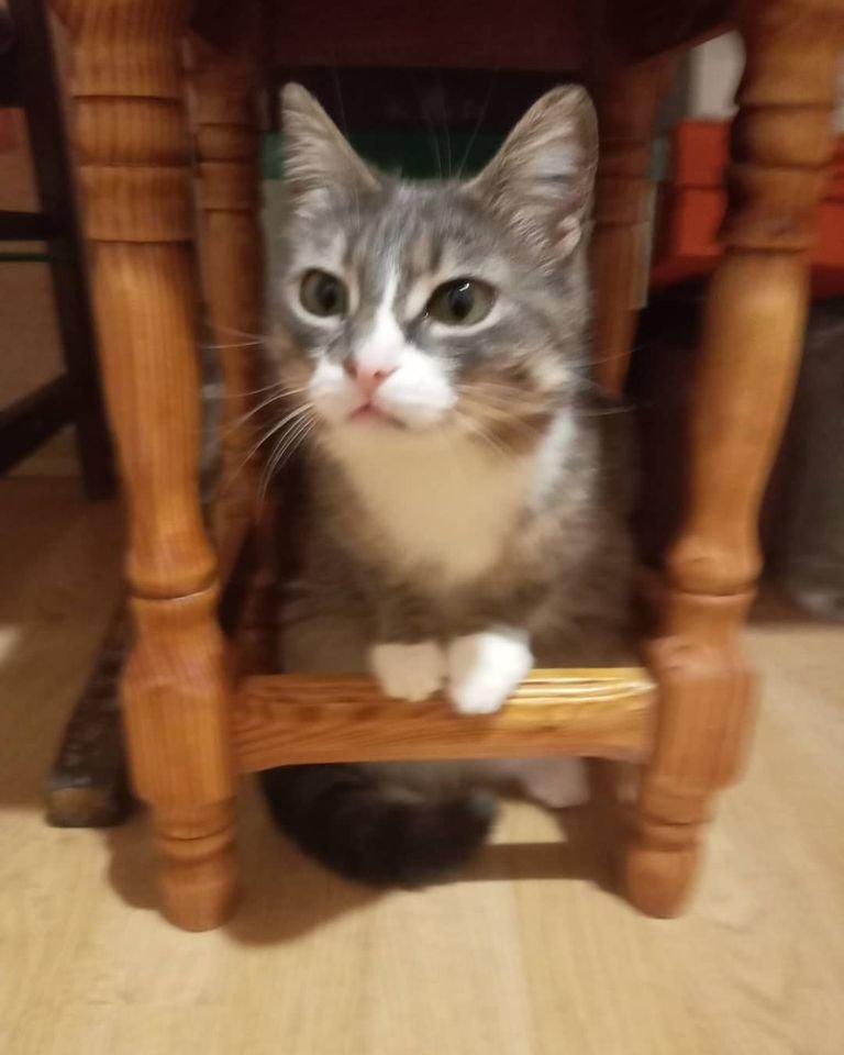 В Днепре пропало много животных: помогите найти 2