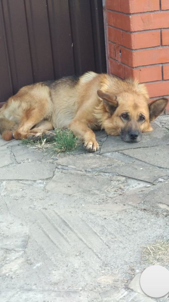 В Днепре пропало много животных: помогите найти 4