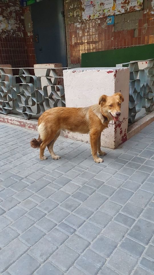 В Днепре пропало много животных: помогите найти 5