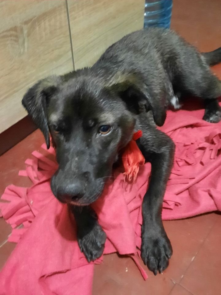 В Днепре пропало много животных: помогите найти 6