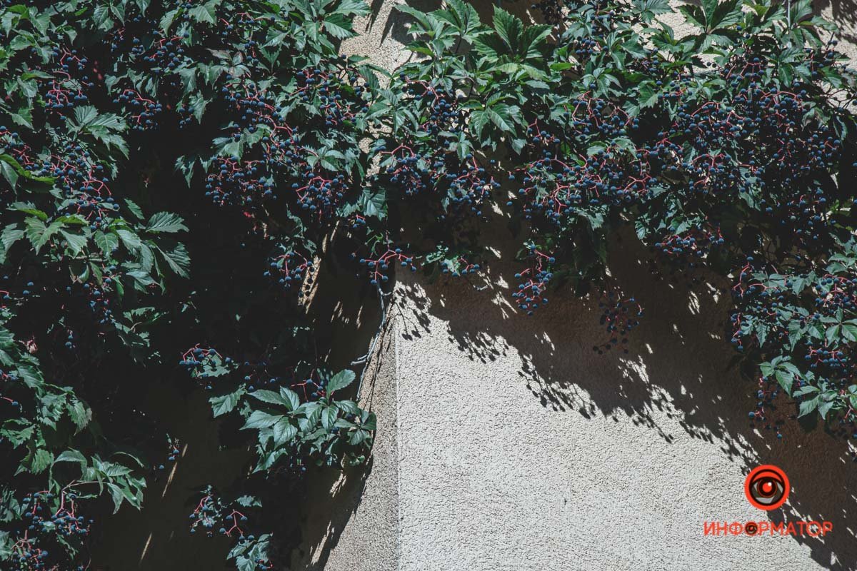 Природу не прогонишь