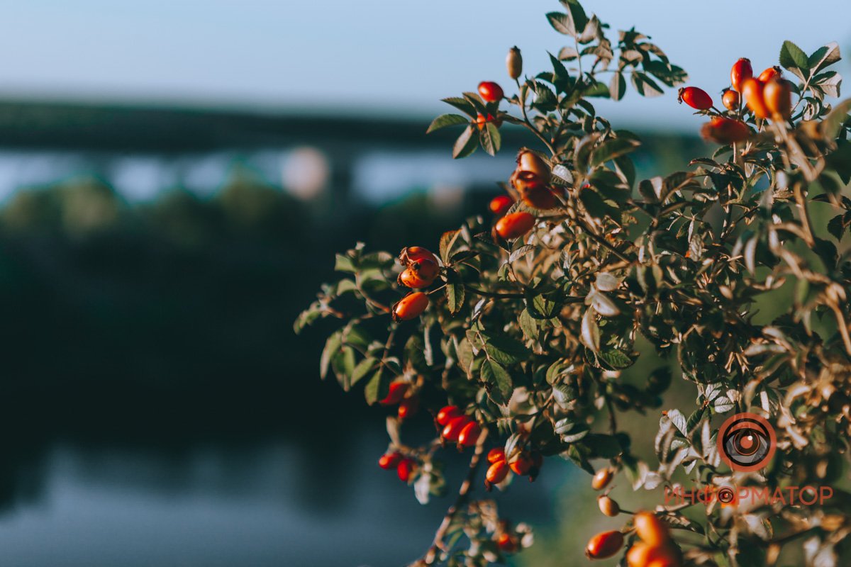 Когда на сердце скребутся кошки — прислушайся к природе Когда на сердце скребутся кошки — прислушайся к природе