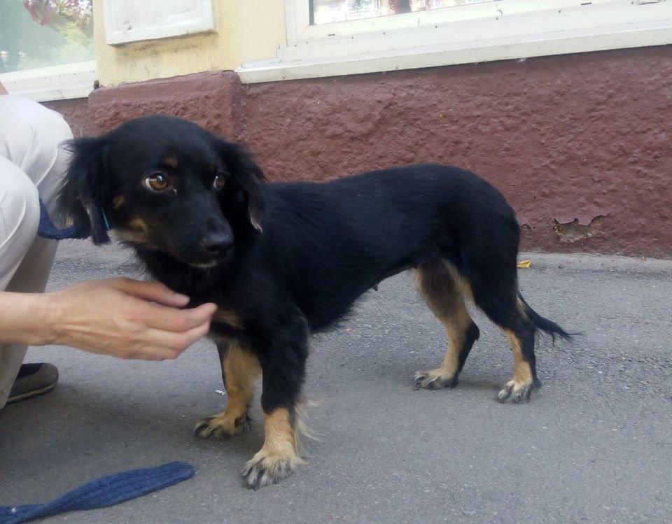 Подарите тепло и любовь: какие животные ищут дом в Днепре 1