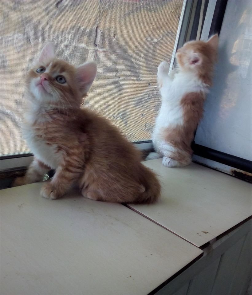 Подарите тепло и любовь: какие животные ищут дом в Днепре 2