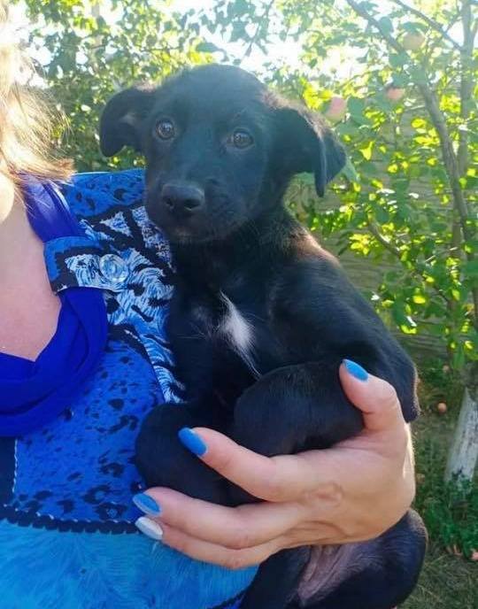 Подарите тепло и любовь: какие животные ищут дом в Днепре 3