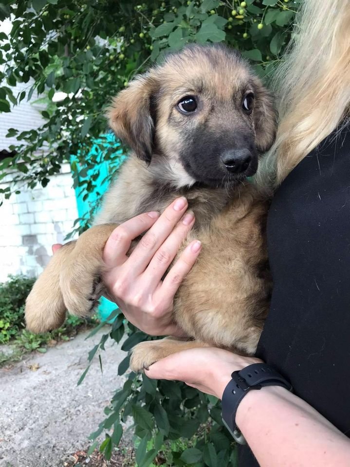 Подарите тепло и любовь: какие животные ищут дом в Днепре 4