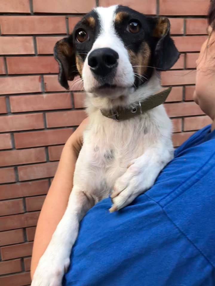 Подарите тепло и любовь: какие животные ищут дом в Днепре 5