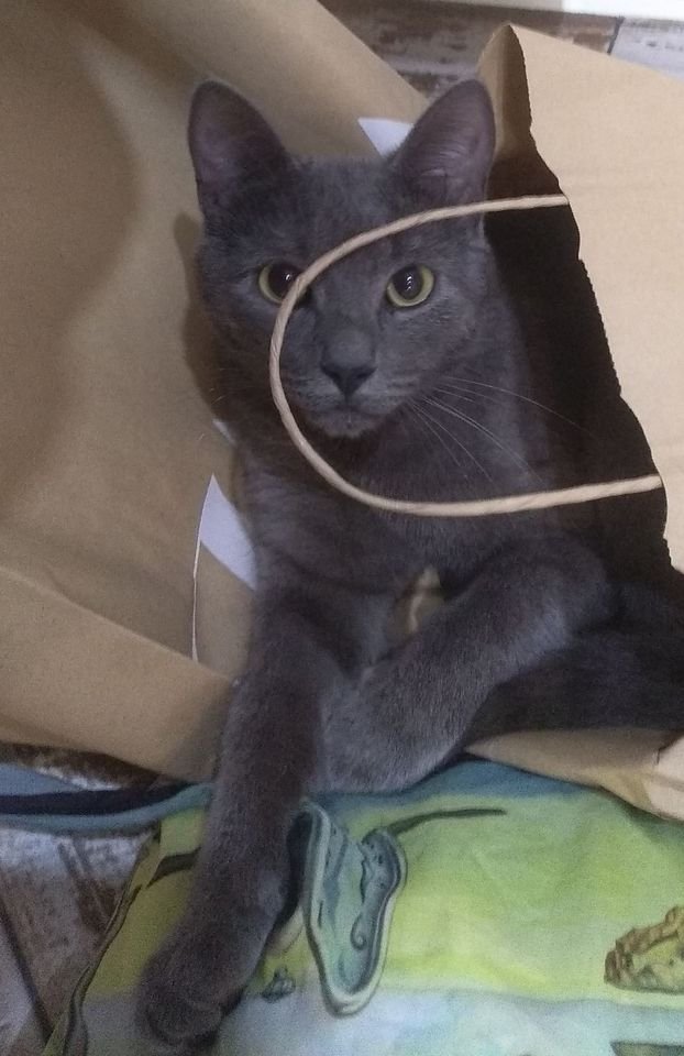 В Днепре пропало много животных: помогите найти 1