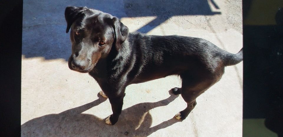 В Днепре пропало много животных: помогите найти 2