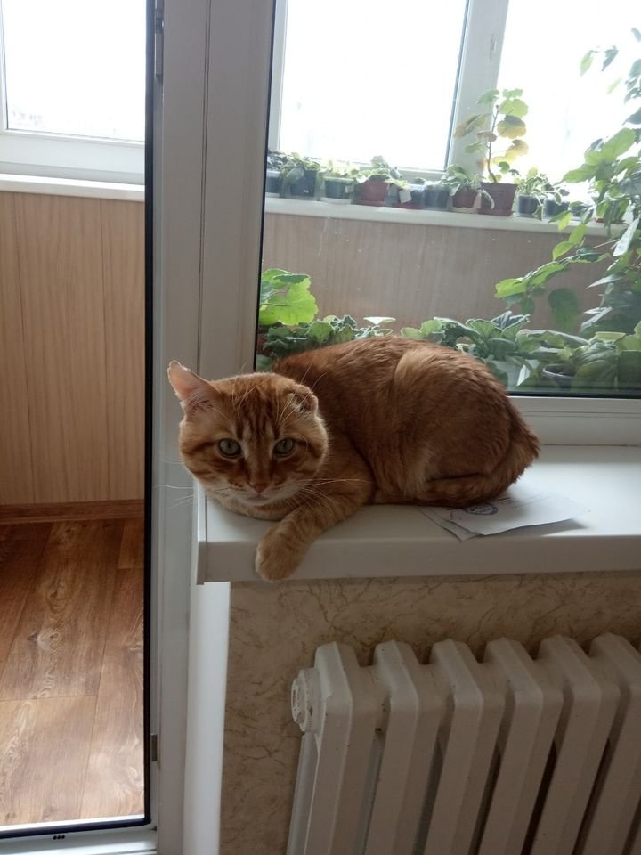 В Днепре пропало много животных: помогите найти 3