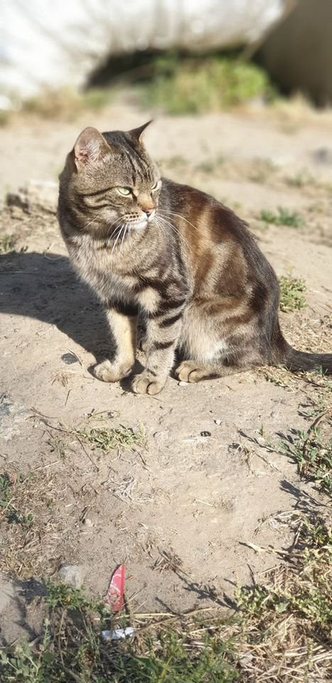 В Днепре пропало много животных: помогите найти 4