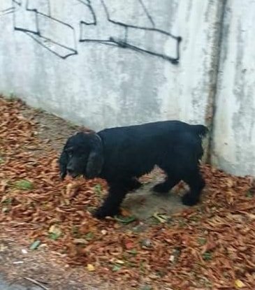 В Днепре пропало много животных: помогите найти 5