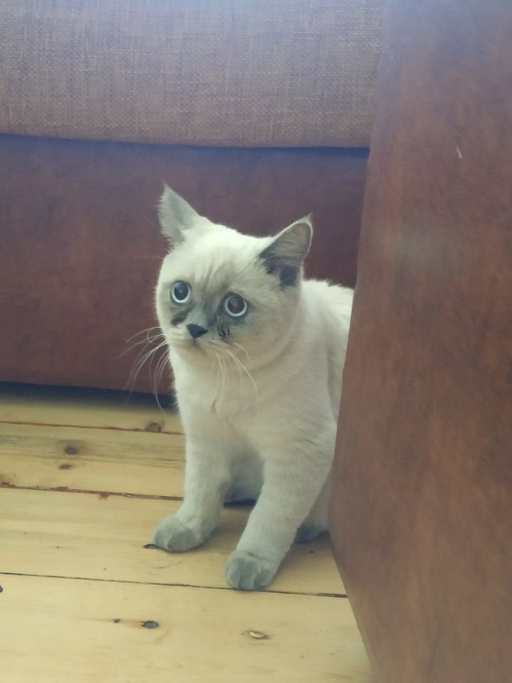 В Днепре пропало много животных: помогите найти 6