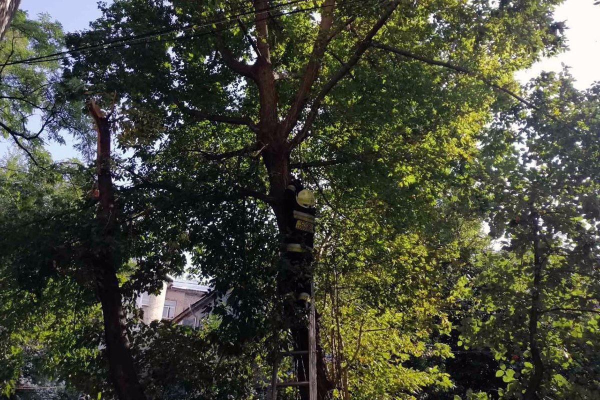 В Днепре испуганный домашний кот залез на дерево и звал на помощь 1