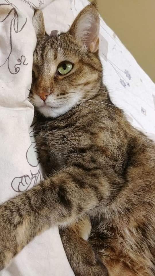 В Днепре пропало много животных: помогите найти 1