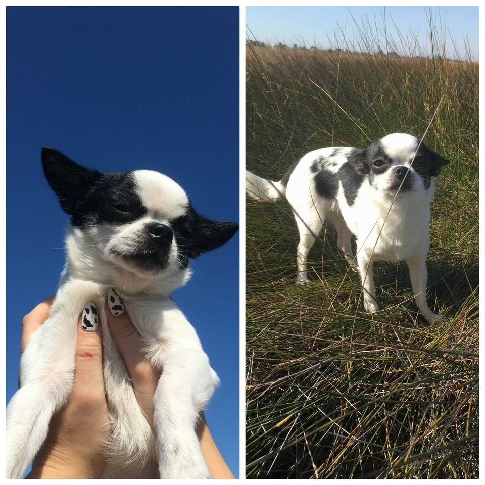 В Днепре пропало много животных: помогите найти 2