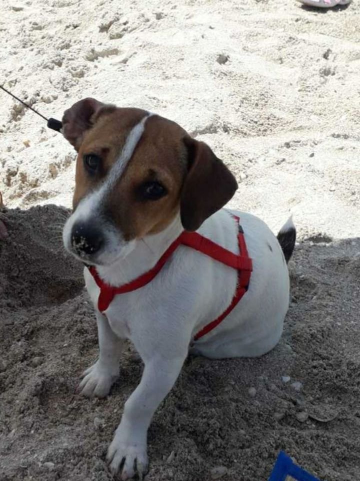 В Днепре пропало много животных: помогите найти 3