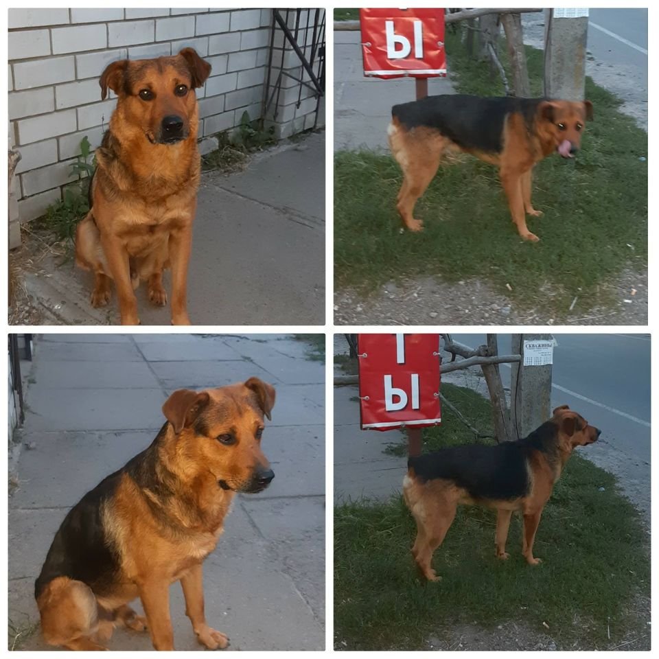 В Днепре пропало много животных: помогите найти 4