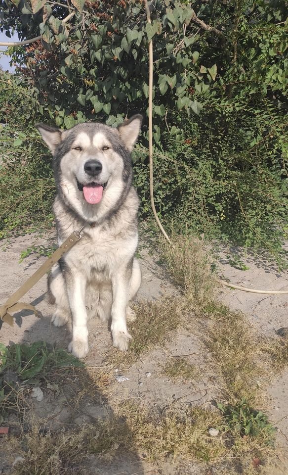 В Днепре пропало много животных: помогите найти 5