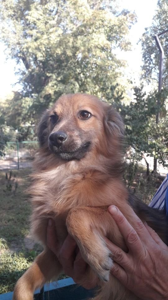 В Днепре пропало много животных: помогите найти 6