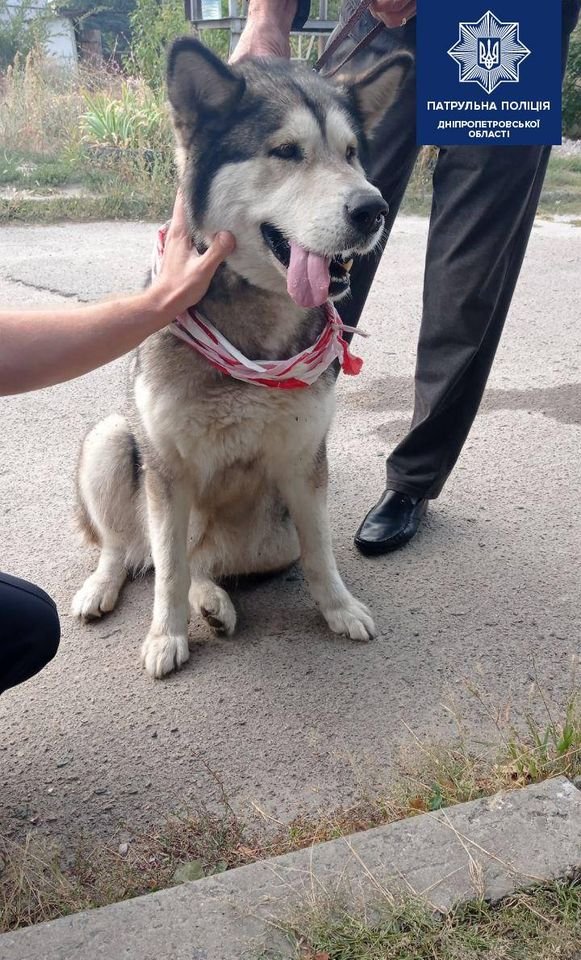 В Днепре полицейские спасли собаку с проезжей части и ищут ее хозяев 1