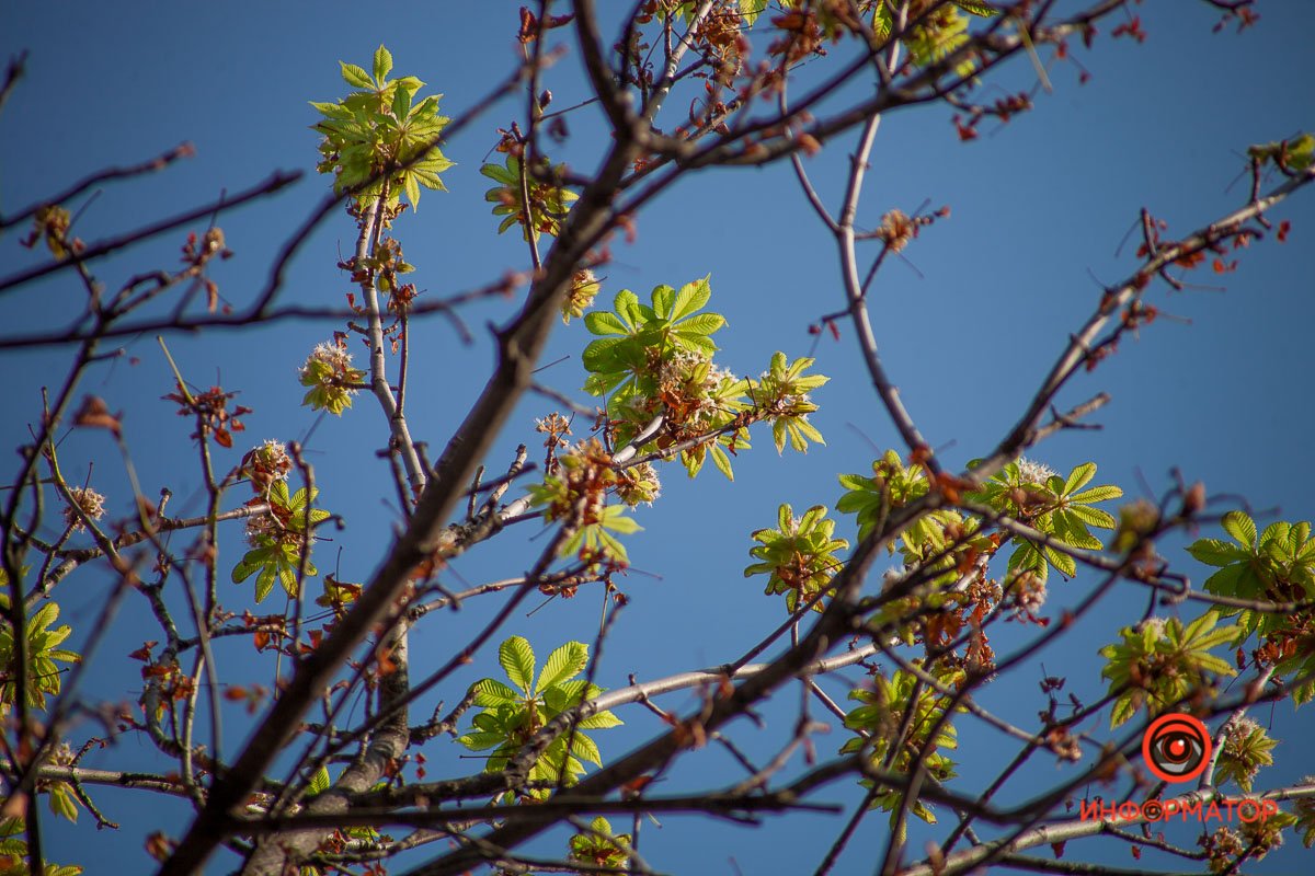Зацвели каштаны Зацвели каштаны