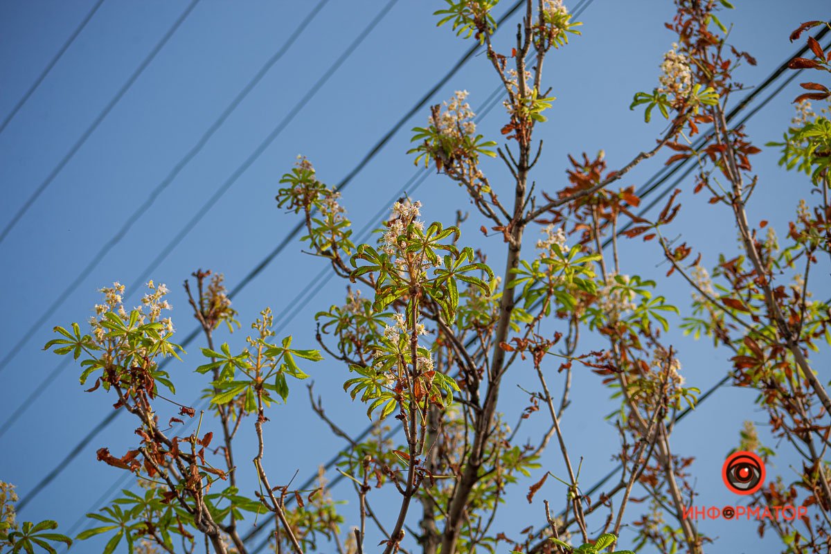 Засохли и вновь расцвели Засохли и вновь расцвели
