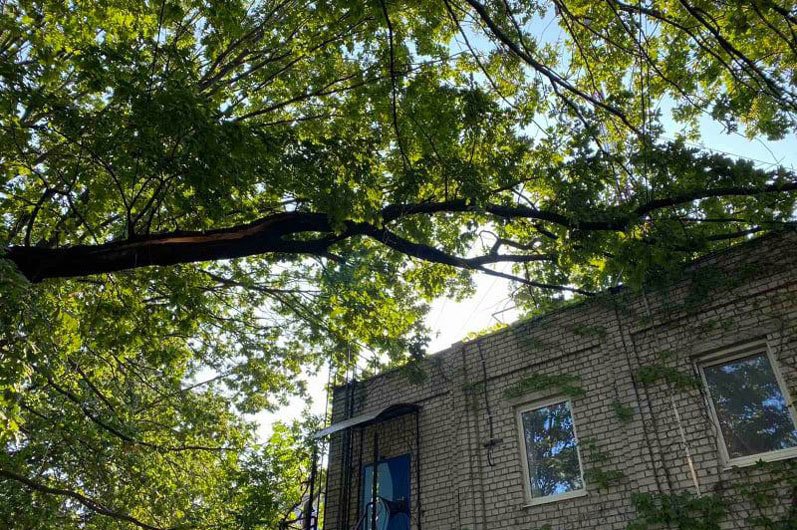 В Днепре на Паникахи 10-метровая аварийная ветка повисла над зданием 1