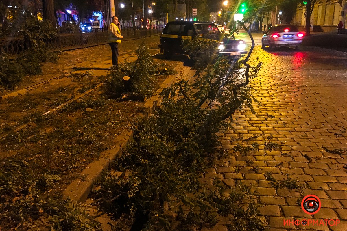 На проспекте Дмитрия Яворницкого упало дерево