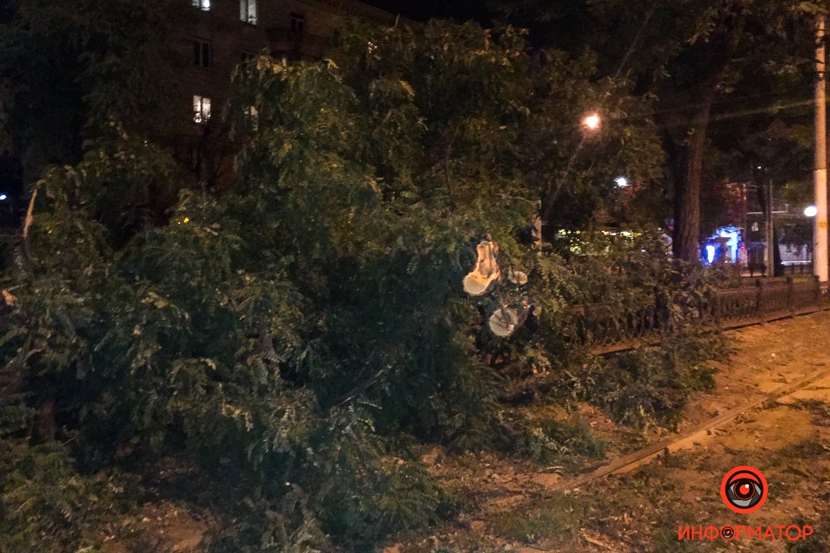 Ветка перегородила пешеходный бульвар