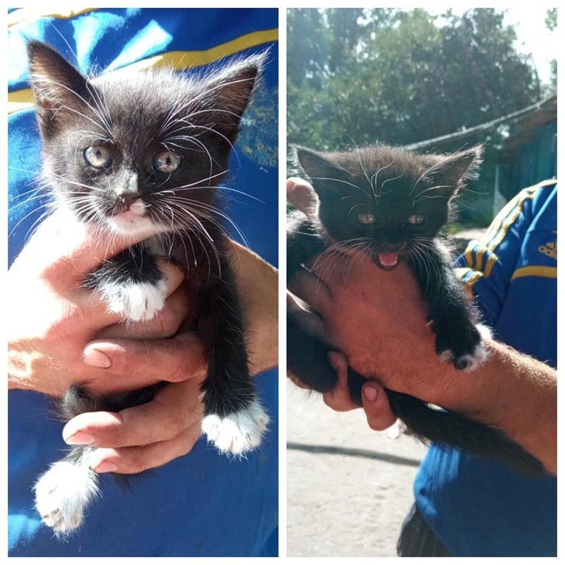 Подарите тепло и любовь: какие животные ищут дом в Днепре 1