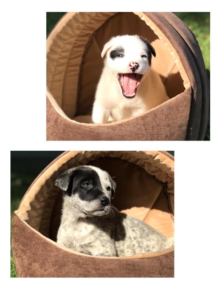 Подарите тепло и любовь: какие животные ищут дом в Днепре 2