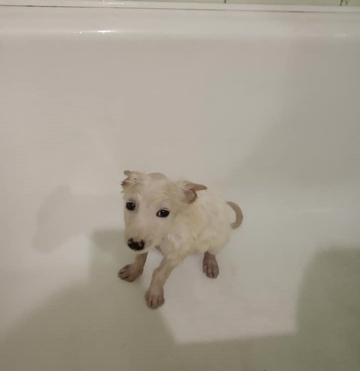 Подарите тепло и любовь: какие животные ищут дом в Днепре 3