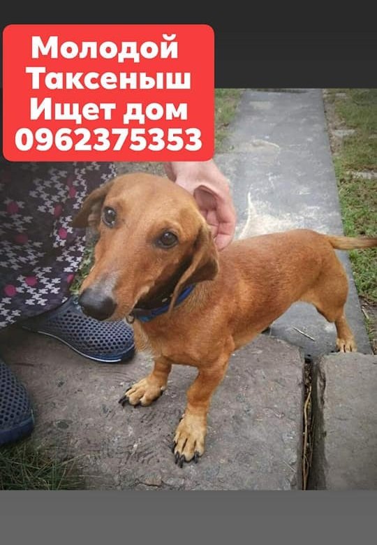 Подарите тепло и любовь: какие животные ищут дом в Днепре 4