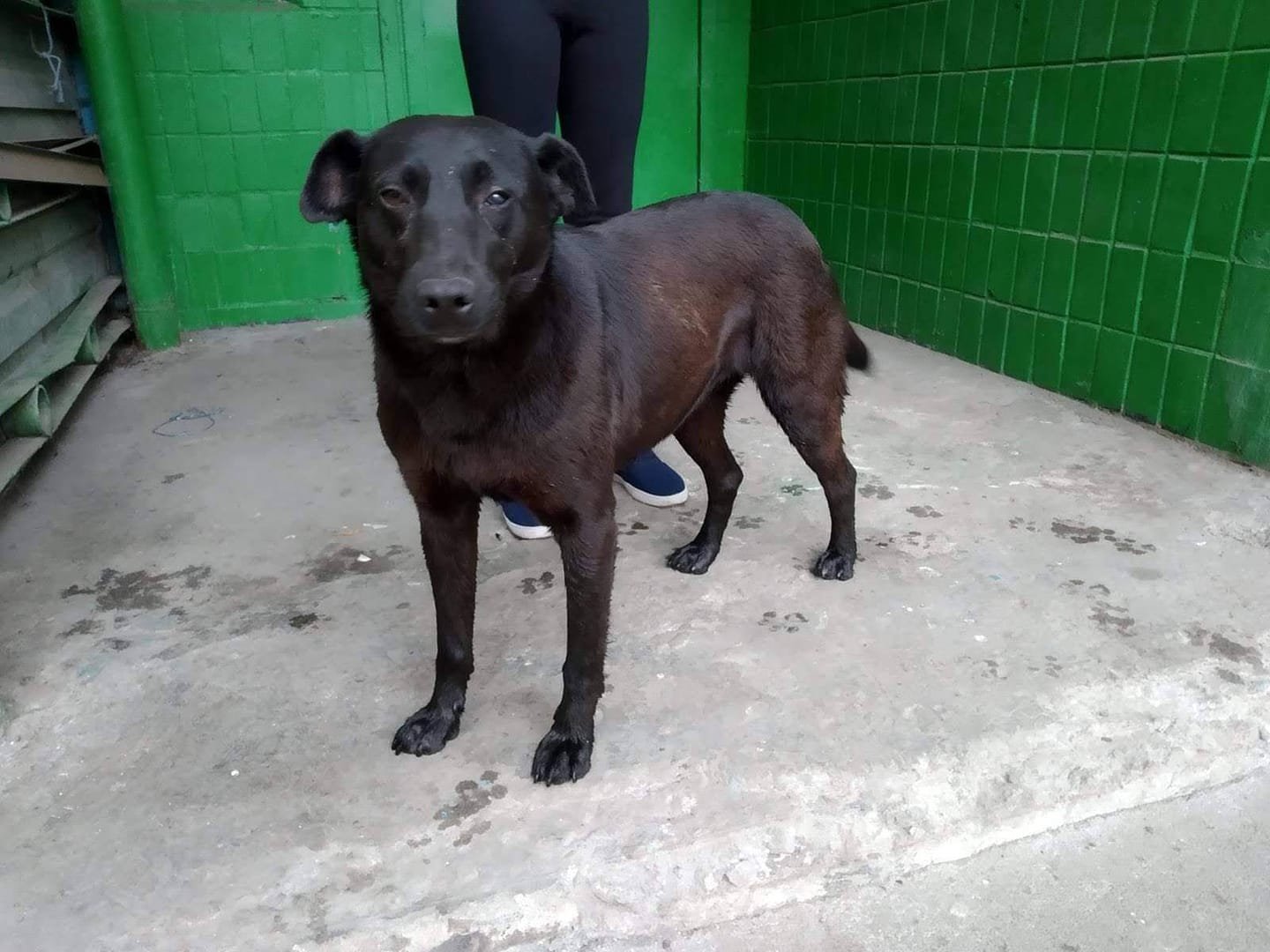 Подарите тепло и любовь: какие животные ищут дом в Днепре 5