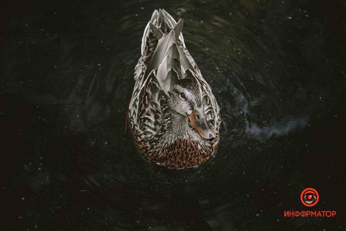 Местный житель Местный житель